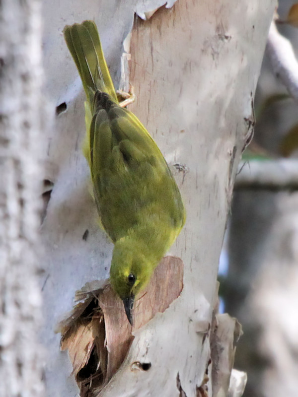 Yellow Honeyeater (Lichenostomus flavus)